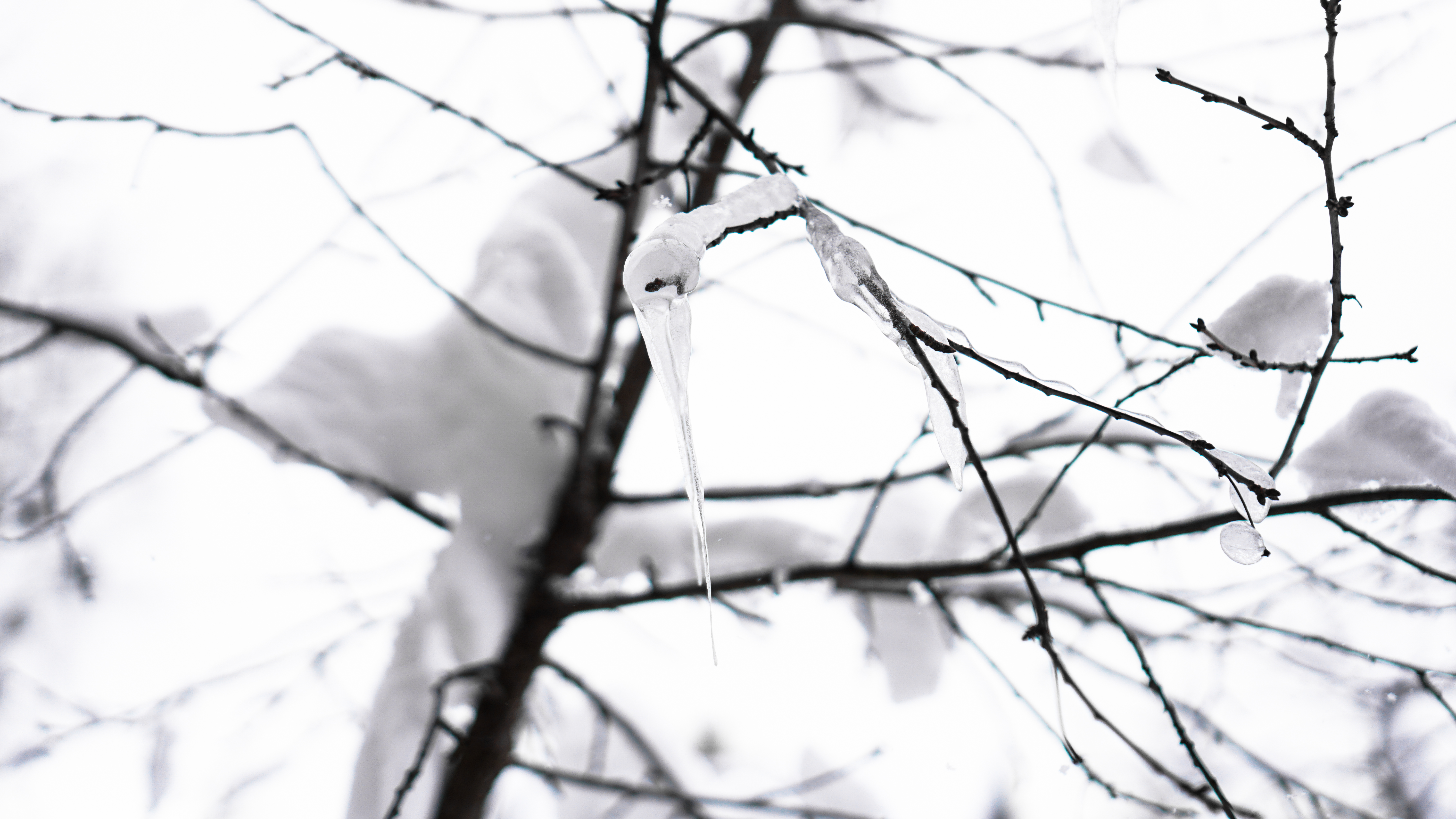 Pájaro de Cristal